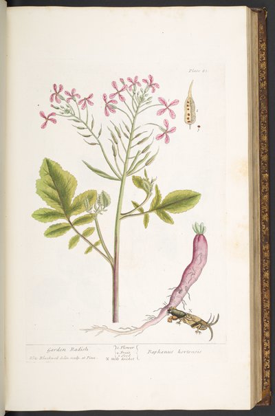 Plate 81, from 