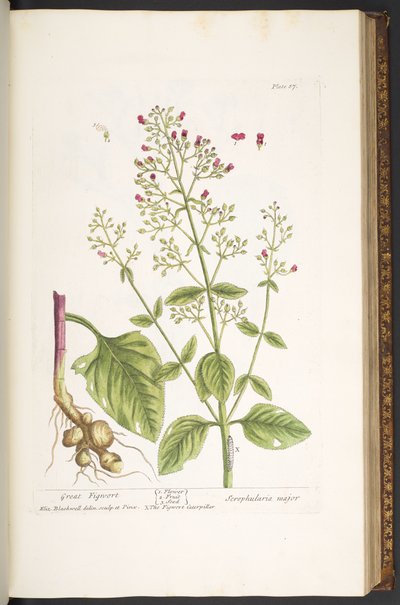 Plate 87, from 