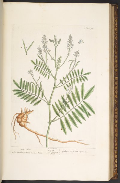 Plate 92, from 