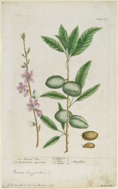 Sweet Almond by Elizabeth Blackwell