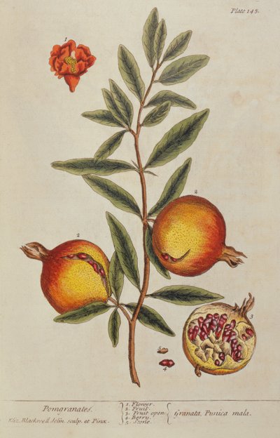 Punica Granatum, from A Curious Herbal, 1782 by Elizabeth Blackwell