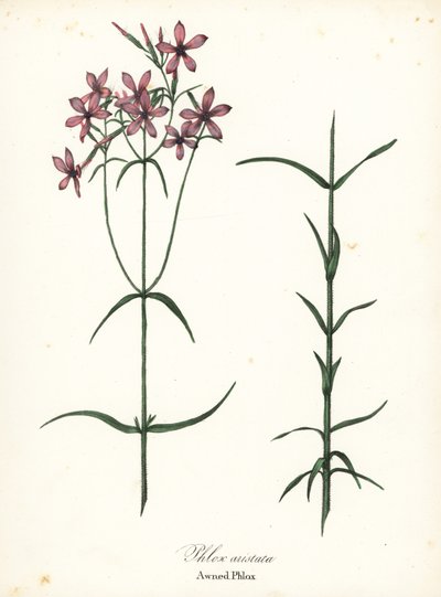 Awned Phlox, Phlox aristata by Endicott Endicott