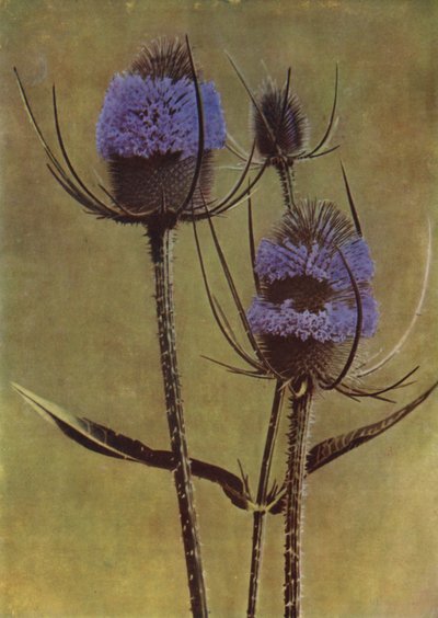 Teasel by English Photographer