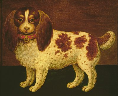 A Spaniel by English School