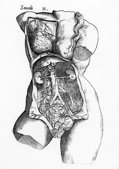 Anatomical study of the female human body by English School