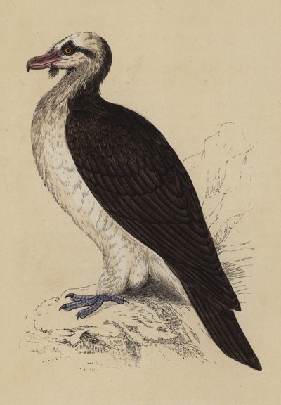 Bearded Vulture by English School