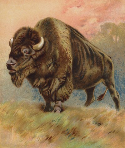 Bison by English School