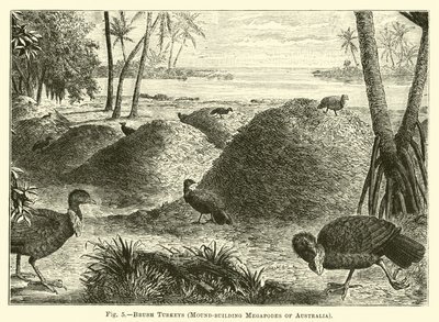 Brush Turkeys, Mound-building Megapodes of Australia by English School