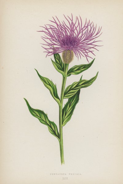 Centaurea Phrygia by English School