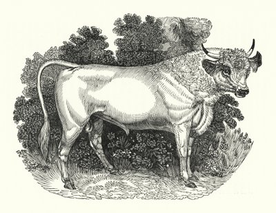 Chillingham Cattle by English School