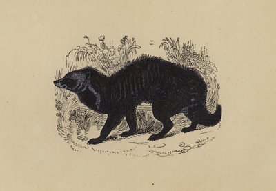 Civet by English School