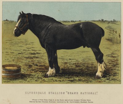 Clydesdale Stallion 