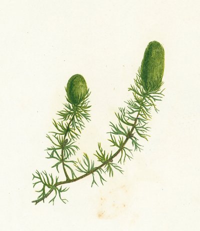 Common Hornwort, Ceratophyllum Demersum by English School