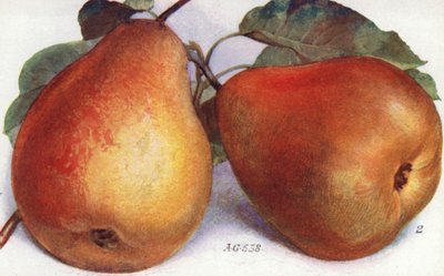 Dessert Pears by English School