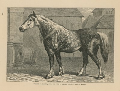 English Dray-Horse by English School