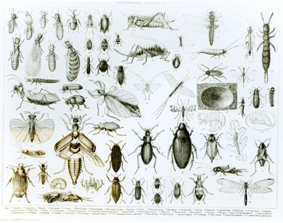 Entomology Insects by English School