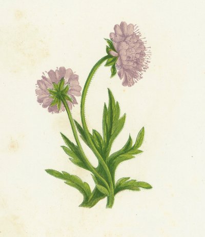 Field Knautia by English School