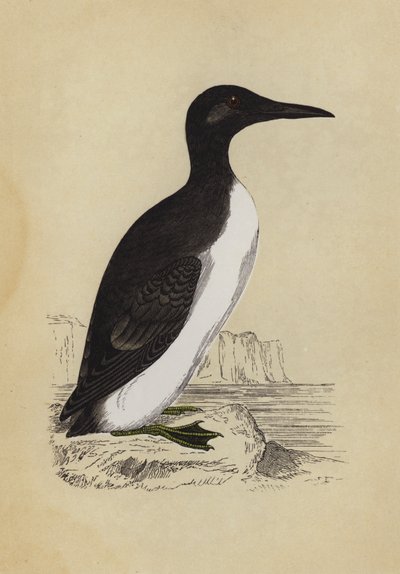 Guillemot by English School