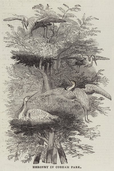 Heronry at Cobham Park by English School