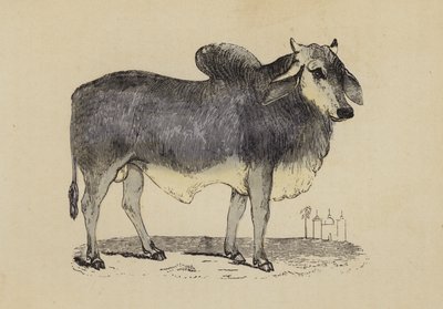 Indian Ox by English School