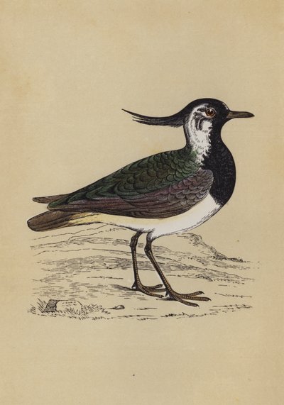 Lapwing by English School