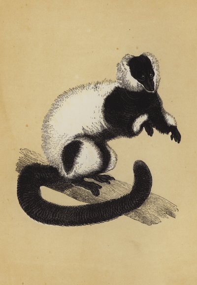 Lemur by English School