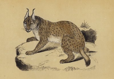 Lynx by English School