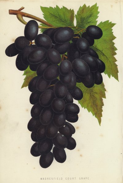 Madresfield Court Grape by English School