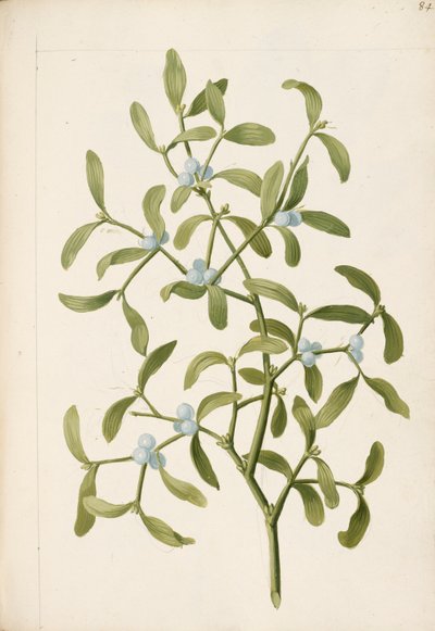 Mistletoe. A hemi-parasitic plant, c.1664 by English School