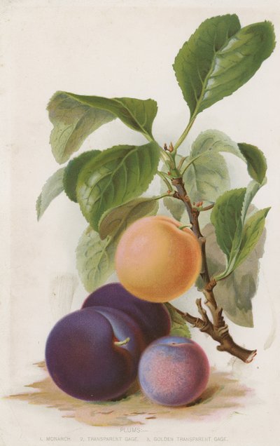 Plums by English School