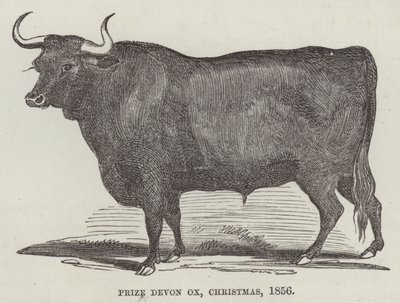 Prize Devon ox, Christmas by English School