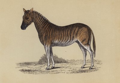 Quagga by English School