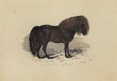 Shetland Pony by English School