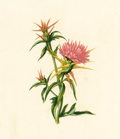 Star-Thistle, Centaurea Calcitrapa by English School