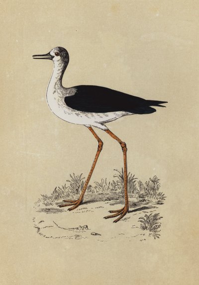 Stilt Plover by English School