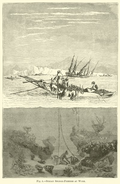 Syrian Sponge-Fishers at Work by English School