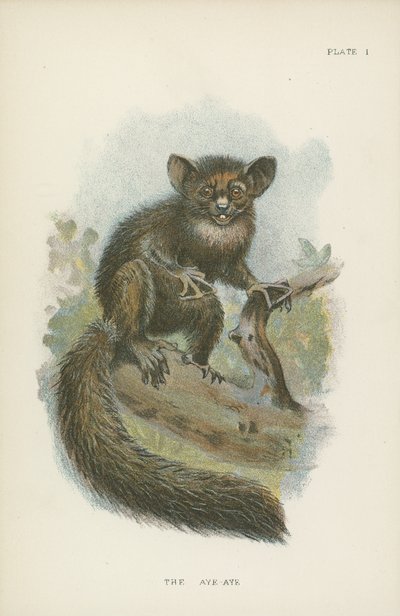 The Aye-Aye by English School