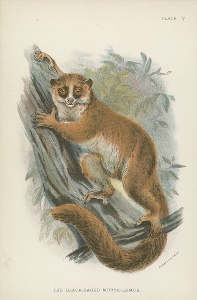 The Black-Eared Mouse-Lemur by English School