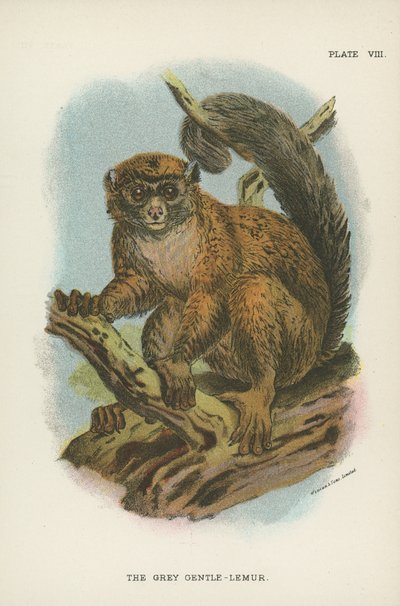 The Grey Gentle-Lemur by English School