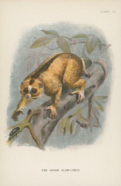 The Javan Slow-Loris by English School