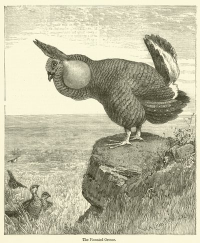 The Pinnated Grouse by English School