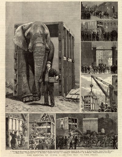 The Removal of Jumbo by English School