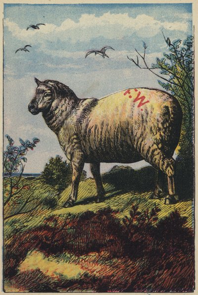 The Sheep by English School