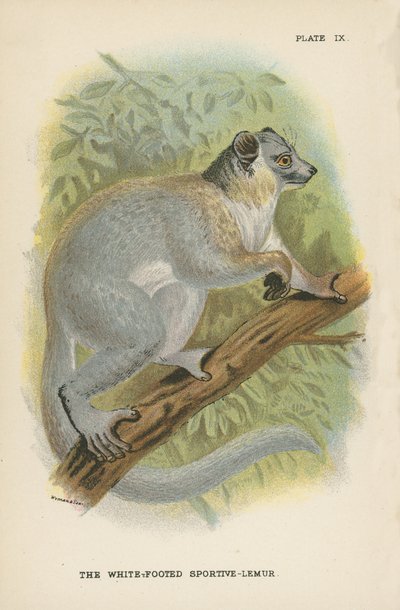 The White-Footed Sportive-Lemur by English School