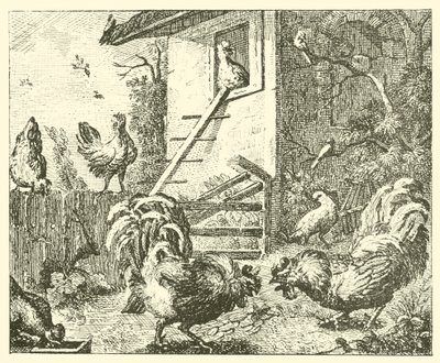 The partridge and the cocks by English School