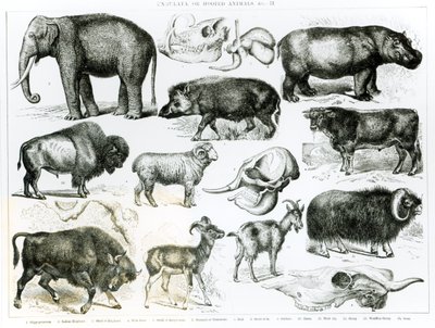Ungulata or Hoofed Animals by English School