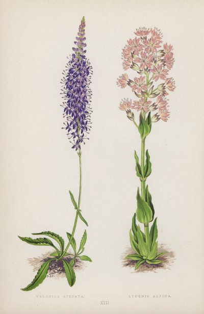 Veronica Spicata; Lychnis Alpina by English School