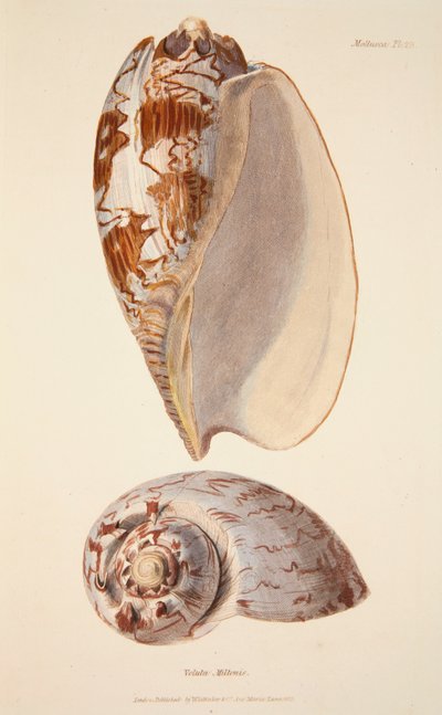 Voluta Miltonis, hand coloured engraving by English School