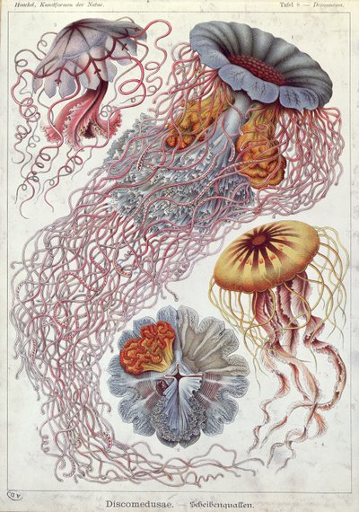 Jellyfish, from 