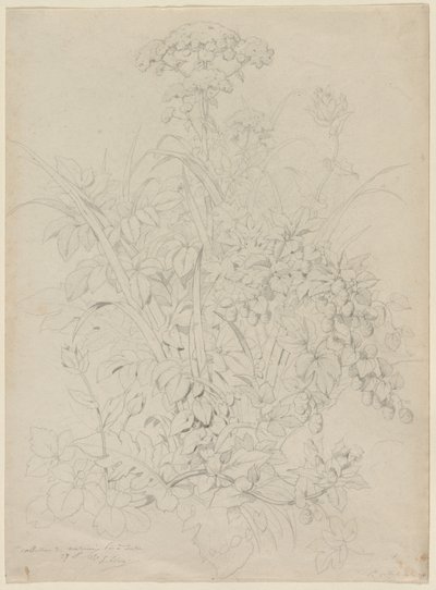 Plant Study by Eugene Bléry